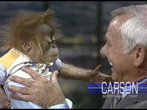 Baby Gorilla from San Diego Zoo: Orangutans on Johnny Carson's Tonight Show episode artwork