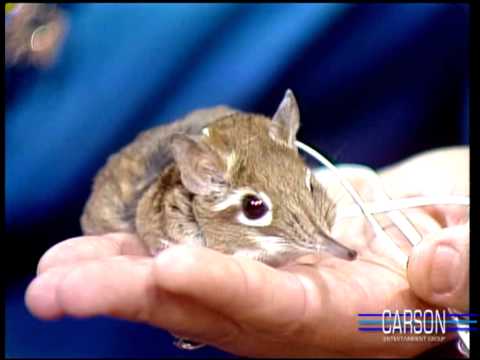 Cute But Mean Little Animal, the Elephant Shrew, on Johnny Carson's Tonight Show episode artwork