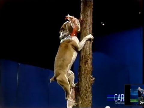 Amazing Dog Trick: Dog Climbing Tree on Johnny Carson's Tonight Show episode artwork