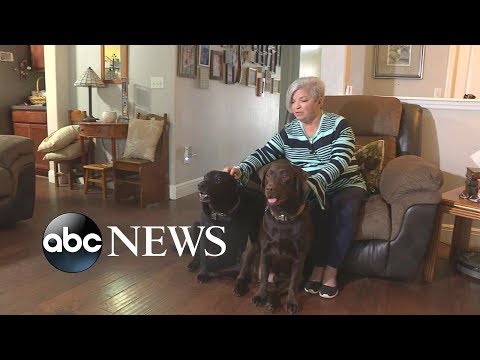Two dogs praised for running to get help for owner suffering stroke episode artwork