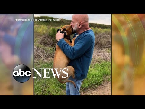 Missing show dog found outside Atlanta airport episode artwork