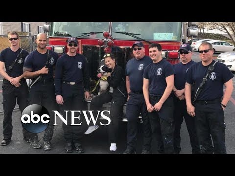 Dog survives 2 days in Virginia apartment building that was gutted by fire episode artwork
