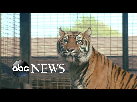 More details on the tiger attack in Kansas episode artwork