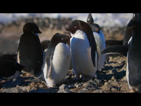'Penguins' filmmakers on finding a rock-n-roll penguin lead, promoting conservation episode artwork