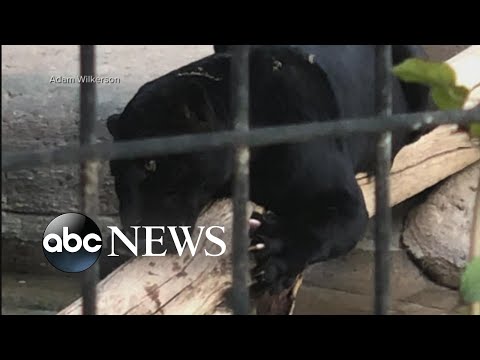 Jaguar attacks woman at Arizona zoo episode artwork