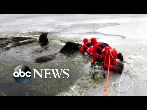 Two Clydesdales fall through ice on a frozen lake episode artwork