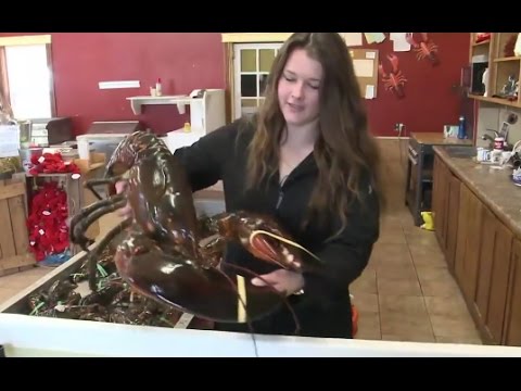 Woman Buys 23 Pound Lobster to Set Him Free