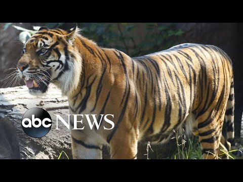 Zookeeper hospitalized after tiger attack at Topeka Zoo episode artwork
