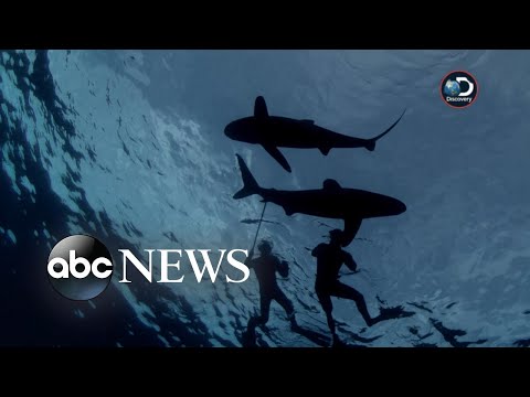 ABC News