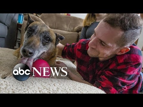 Army veteran reunites with dog he worked with in Afghanistan episode artwork