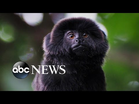 Rare monkey stolen from Palm Beach Zoo found safe episode artwork