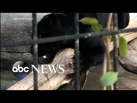 Woman attacked by jaguar at an Arizona zoo episode artwork