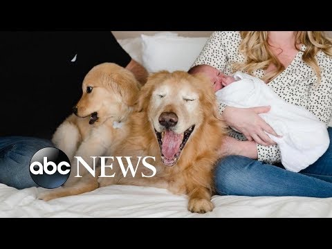 Puppy and 11-year-old blind dog are the best of friends episode artwork