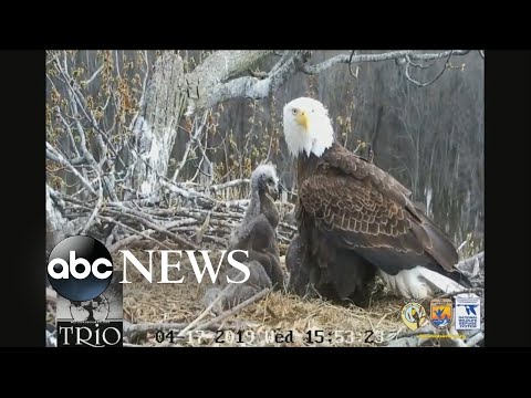 3 adult bald eagles watch over 3 eaglets in nest along Mississippi River episode artwork
