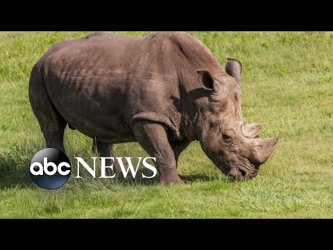 Zookeeper struck in stomach by rhino episode artwork