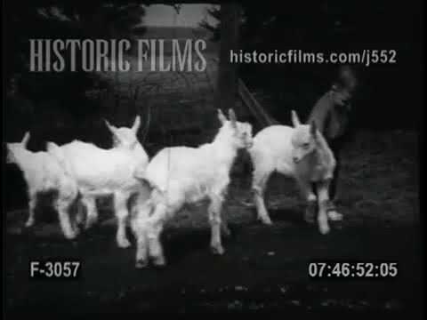 BABY QUADRUPLET ANIMALS BORN IN CANADA - 1953
