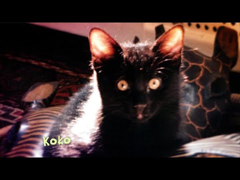 CBS Cares - Charles Osgood on Adopting a Pet episode artwork