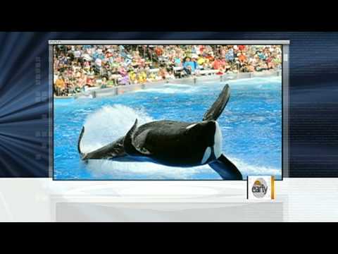 Tilikum: A year after trainer death