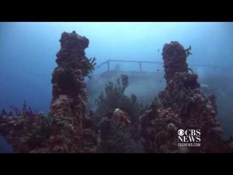 Artificial reef: 10 years of growth episode artwork