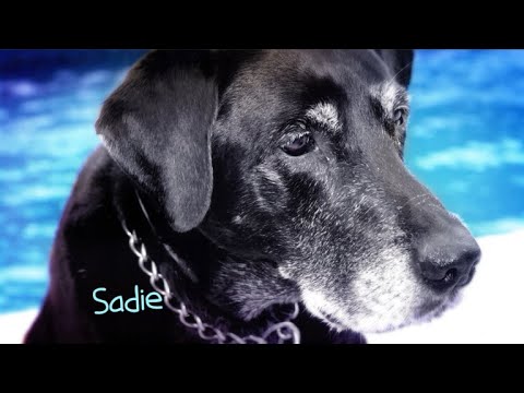 CBS Cares - Charles Osgood on Adopting Shelter Animals episode artwork