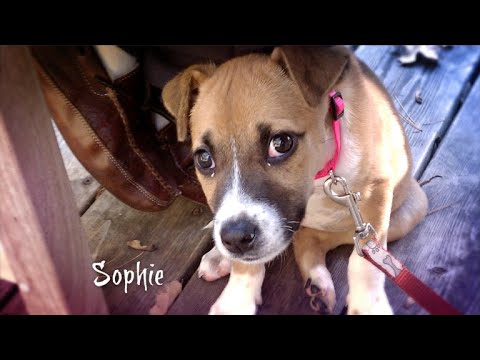 CBS Cares - Charles Osgood on Shelter Animal Adoption episode artwork