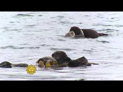Mother sea otters and their pups episode artwork
