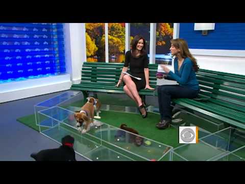 Tips on caring for Fido episode artwork