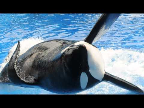 Tilikum rejoins SeaWorld show