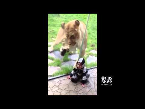 On tape: Zoo lion wants to get baby episode artwork