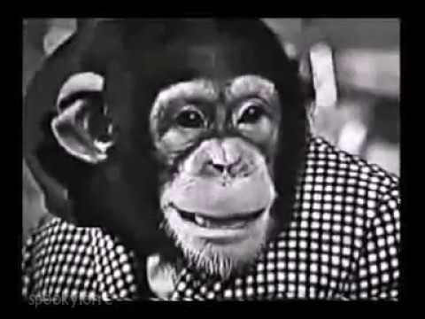 Jerry Lewis with Phil Foster and CHIMPS! 1963 gold episode artwork