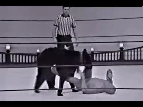 Tony Randall narrates Victor the Wrestling Bear vs Hangman   I Peta the Fool episode artwork