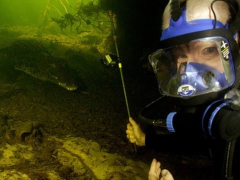 Nile Crocodiles: Diving with a deadly predator