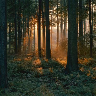 The Memory Forest: A Guided Sleep Story for Deep Rest & Letting Go