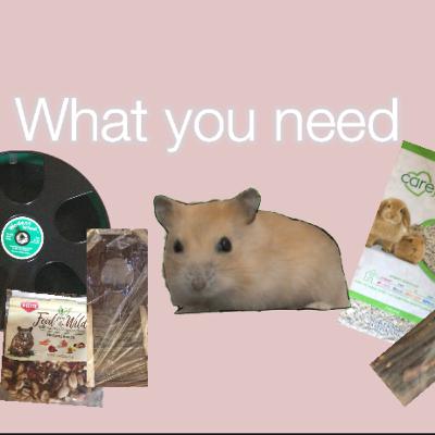 What you need before bringing your hamster home What you need before bringing your hamster home