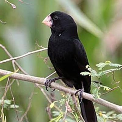 Great-billed seed finch (Bicudo-verdadeiro) Great-billed seed finch (Bicudo-verdadeiro)