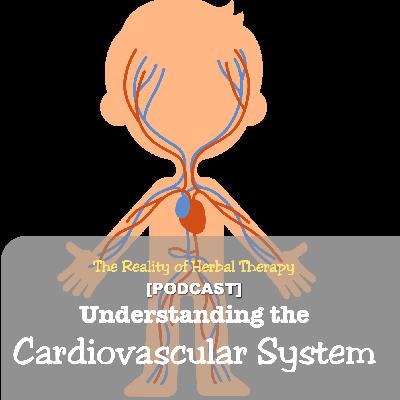 Understanding Your Cardiovascular System: