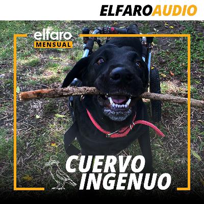 Cuervo ingenuo | La Maga
