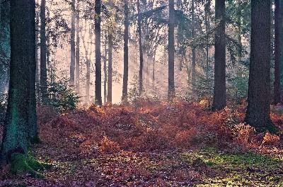 New Forest Sounds Ambient Music Podcast