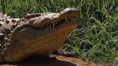 Divers bump into 13-foot crocodile Divers bump into 13-foot crocodile