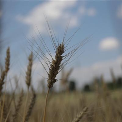 Tin quốc tế - EU kêu gọi Ba Lan, Hungary, Slovakia dỡ bỏ lệnh cấm nhập khẩu với Ukraine Tin quốc tế - EU kêu gọi Ba Lan, Hungary, Slovakia dỡ bỏ lệnh cấm nhập khẩu với Ukraine