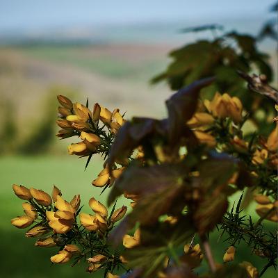 A.E. Housman - A Shropshire Lad 52: Far in a western brookland