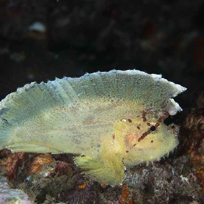 Facts: The Leaf Scorpionfish