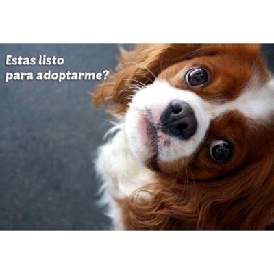 E#06 - 5 cosas que deberías saber antes de adoptar o adquirir un animalito