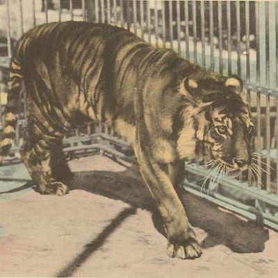An Extinct Tiger, a Mountain Lion Attack, and Two New Orca Species