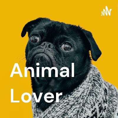 how to take care of a cat properly