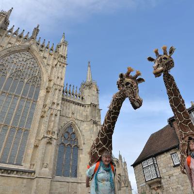 What's the history of the York Mystery Plays?