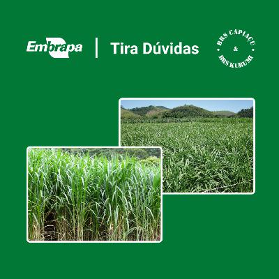 Embrapa Tira Dúvidas - Custo de manutenção de piquetes da BRS Kurumi