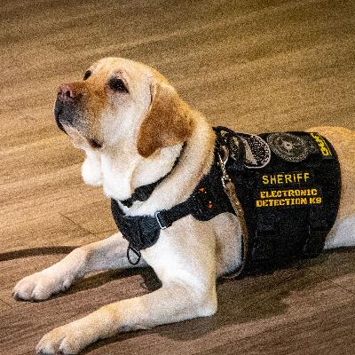 FEELS LIKE K9 MOZART IS AN EARTH ANGEL