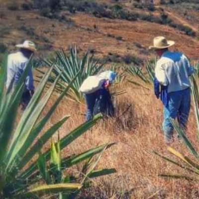 Para todo mal, mezcal... Para todo mal, mezcal...