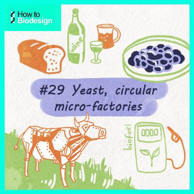 How to Biodesign #29: Yeast, circular micro-factories